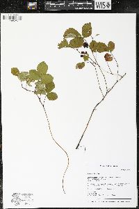 Rubus hispidus image