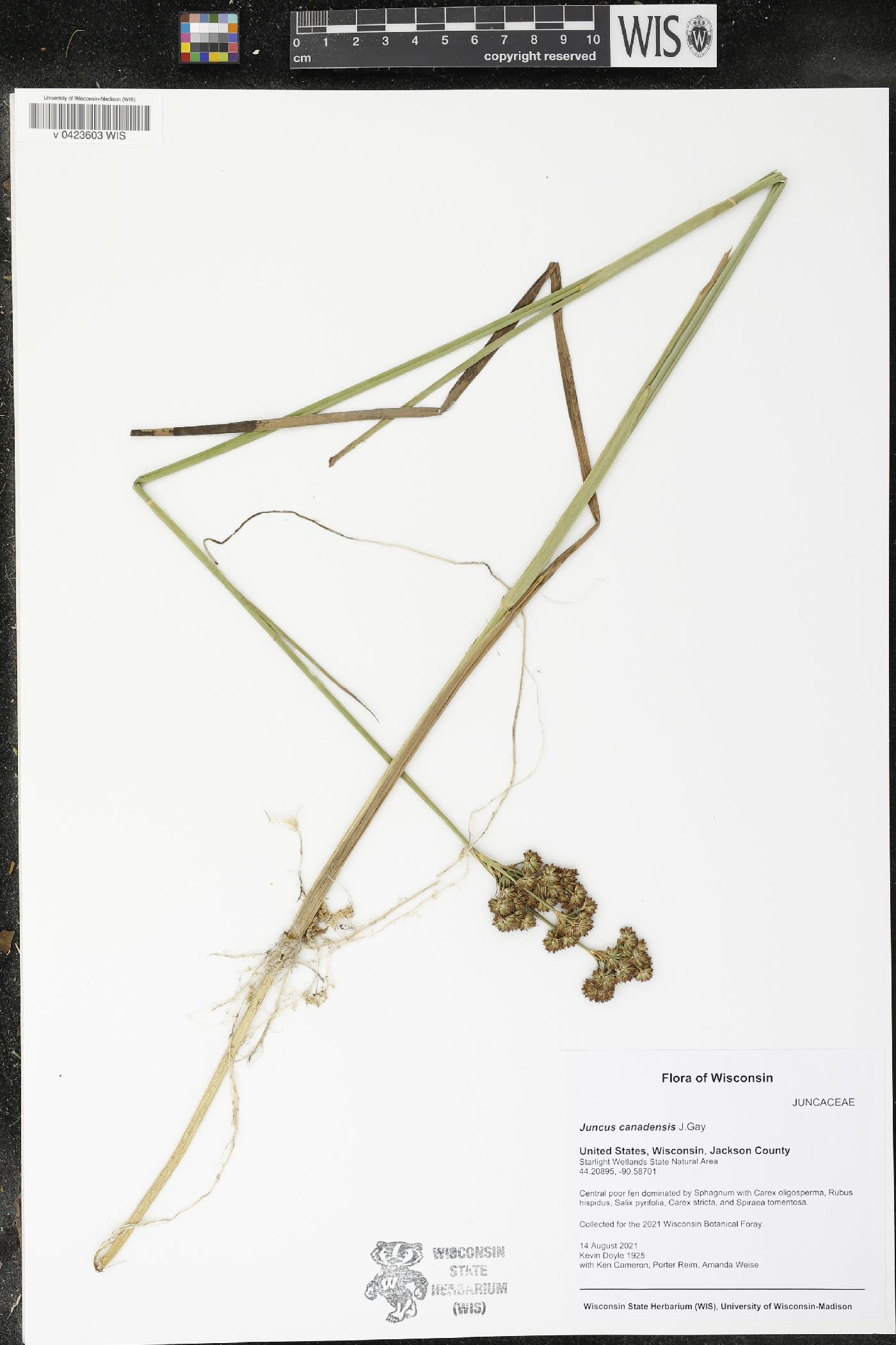 Juncus canadensis image