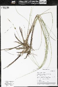Carex oligosperma image