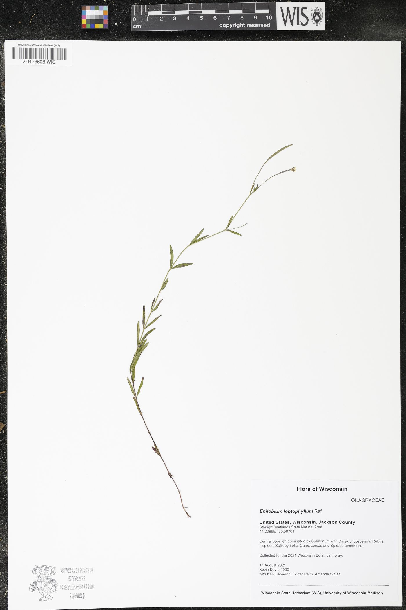 Epilobium leptophyllum image