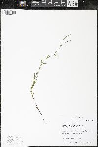 Epilobium leptophyllum image