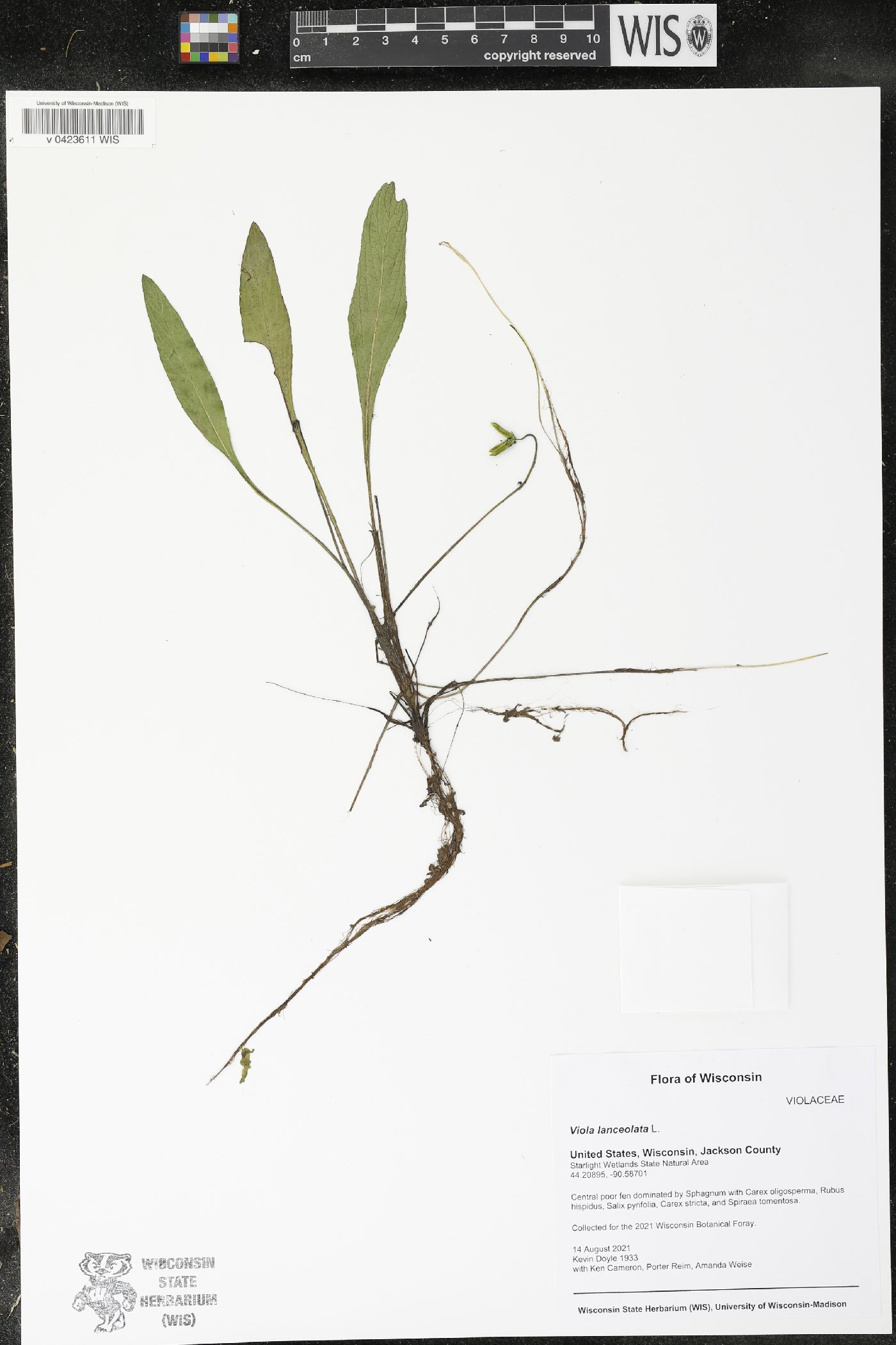 Viola lanceolata image