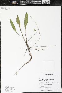 Viola lanceolata image