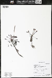 Drosera intermedia image