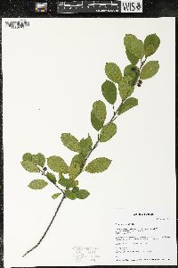 Frangula alnus image