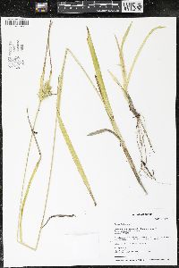 Carex folliculata image