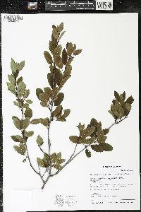 Ilex mucronata image