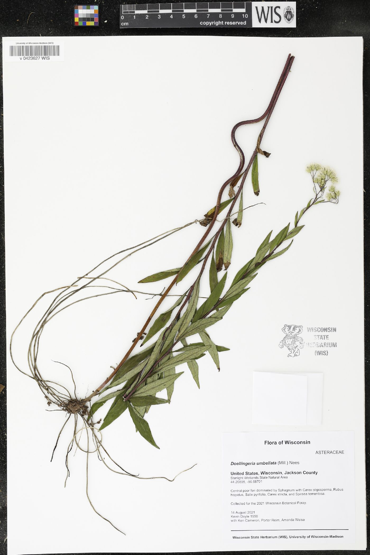 Doellingeria umbellata image