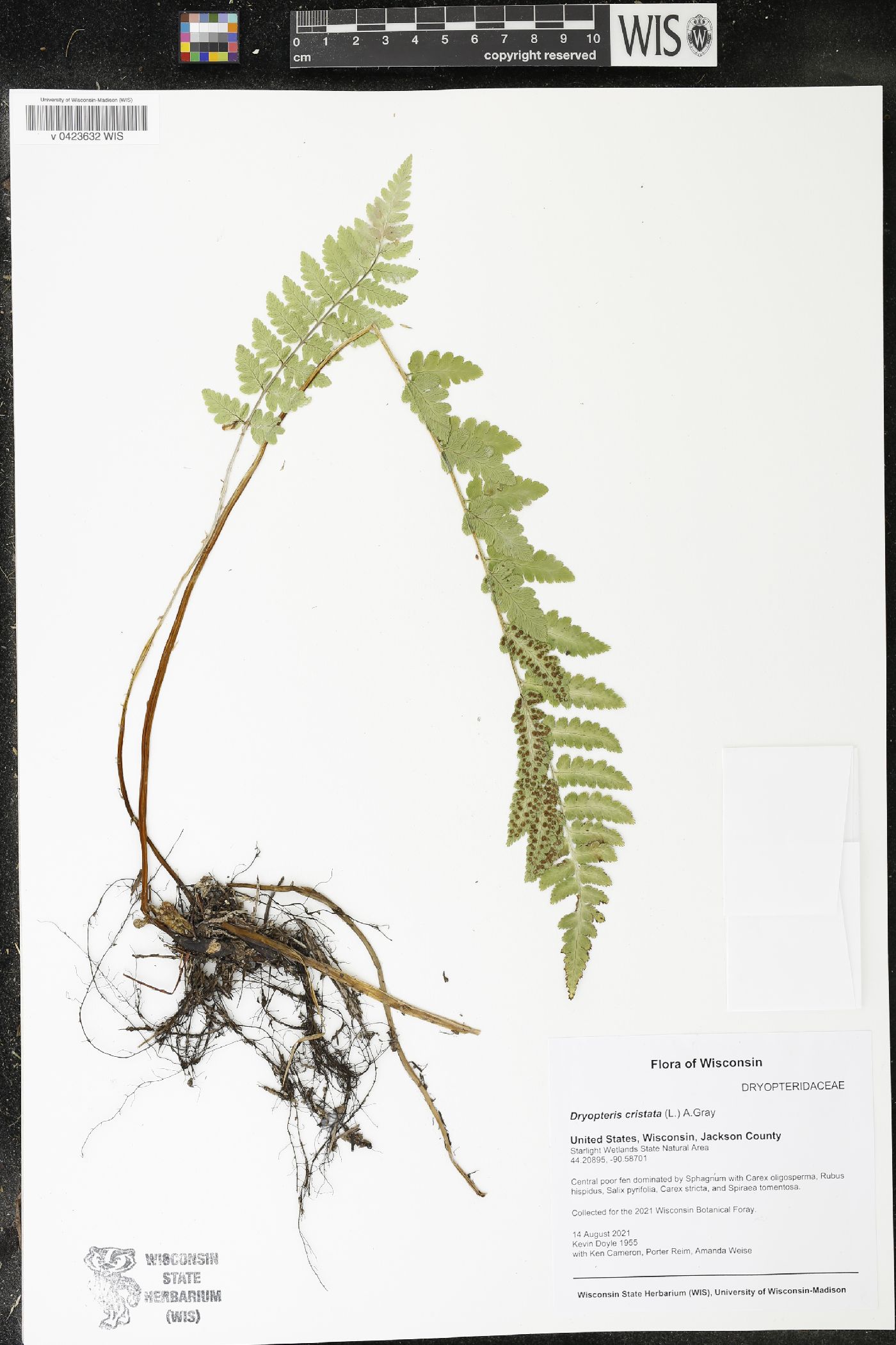 Dryopteris cristata image