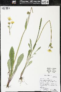 Krigia biflora image
