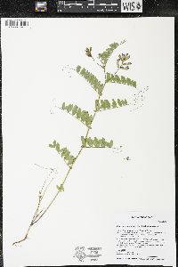 Vicia americana subsp. americana image