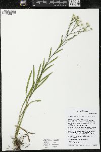 Solidago ptarmicoides image