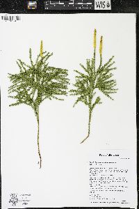 Dendrolycopodium dendroideum image