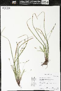 Carex pedunculata image