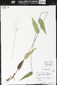 Dichanthelium latifolium image