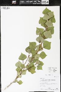 Populus nigra image