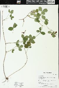 Rubus hispidus image