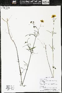 Bidens trichosperma image