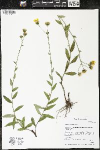 Hieracium umbellatum image