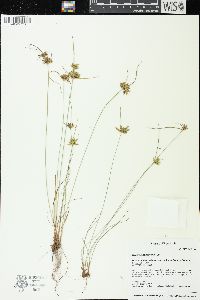 Cyperus houghtonii image