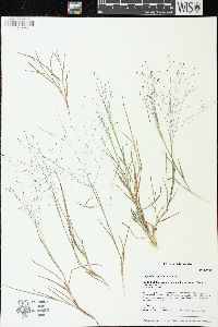 Digitaria cognata image