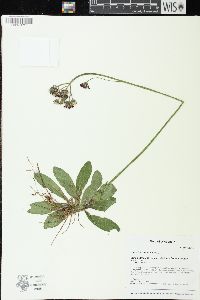 Hieracium aurantiacum image