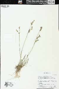 Juncus brevicaudatus image