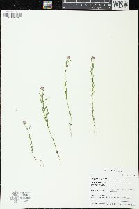 Polygala sanguinea image
