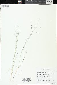 Muhlenbergia uniflora image