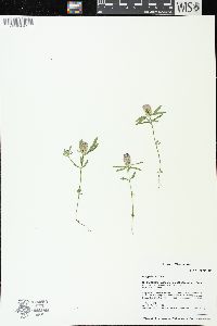 Polygala cruciata image