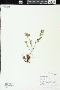 Vaccinium macrocarpon image