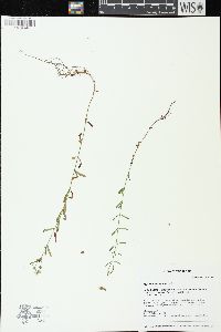 Hypericum canadense image