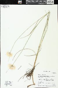 Eriophorum virginicum image