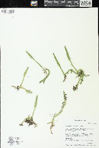 Lycopodiella inundata image