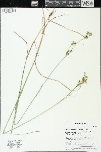Juncus brevicaudatus image