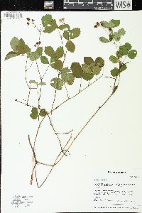 Rubus hispidus image