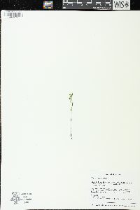 Bartonia paniculata image