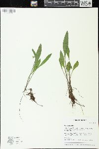Viola lanceolata image