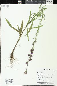 Liatris aspera image