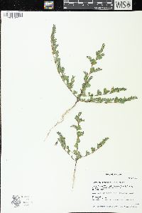 Kummerowia stipulacea image