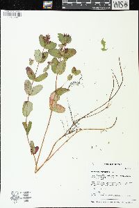 Triadenum virginicum image