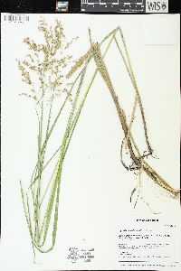 Glyceria canadensis image