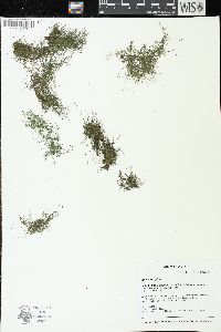 Utricularia gibba image