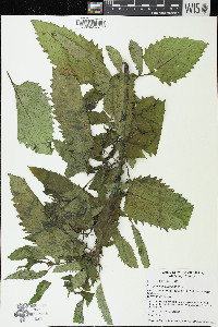 Scrophularia lanceolata image