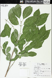 Euonymus europaeus image