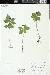 Cornus canadensis image