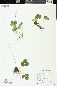 Coptis trifolia image