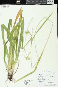 Carex folliculata image