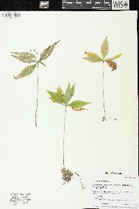 Trientalis borealis image