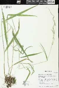 Cinna latifolia image